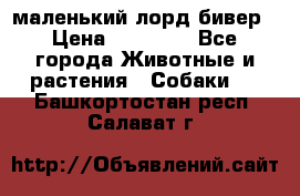 маленький лорд бивер › Цена ­ 10 000 - Все города Животные и растения » Собаки   . Башкортостан респ.,Салават г.